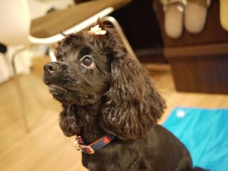 犬がご飯を食べなくて困っています アメリカンコッカー10ヶ月 Yahoo 知恵袋