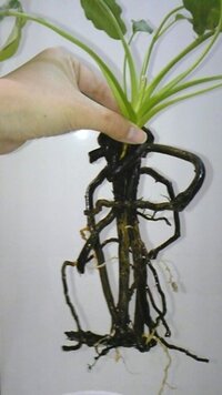 観葉植物が根ぐされをしたときよく出てくる メネデール希釈水 とはどのようなもの Yahoo 知恵袋
