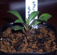 チョコレートコスモス挿し芽の管理について チョコレートコ Yahoo 知恵袋