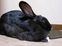 うさぎを飼っていますが 最近 エサ箱のエサを前足でかき出してしま Yahoo 知恵袋