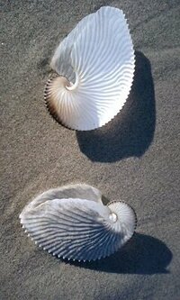 富山湾 魚津の海岸で添付画像の貝殻を見つけました この貝の名前をご存知の Yahoo 知恵袋