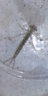 この虫はヤゴ ついさっき水槽を大掃除してる時に見つけたのですが ヤゴみ Yahoo 知恵袋
