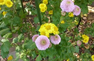 この黄色の菊の詳しい名前を教えてください ピンクの菊はピンポン Yahoo 知恵袋