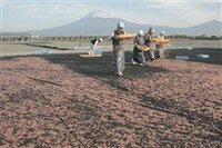 しらす 桜海老の漁師の仕事はなぜ人気ですか 私の知り合いは船 Yahoo 知恵袋