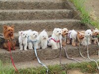 散歩デビューまもない犬が歩かない場合 餌で釣る 抱っこをする 並走し Yahoo 知恵袋