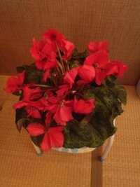 シクラメンの花がしなっと倒れてしまいました昨日までピンと立 Yahoo 知恵袋