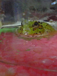 ヒルクライムのライオンハートrapはcd化されてませんか それ自 Yahoo 知恵袋