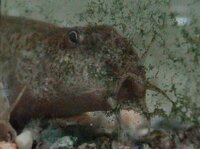 どじょうが病気だと思います 目が飛び出 口が大きく開いて 息がぜいぜいし Yahoo 知恵袋