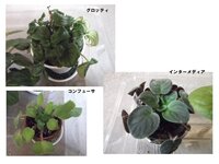 セントポーリアの原種がなかなか花芽が出ません 購入してから1ヶ月経ちます Yahoo 知恵袋