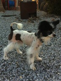 犬の毛について パピヨンを飼ってるんですが 去年の６月に全身カットで Yahoo 知恵袋