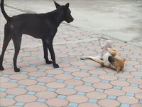 黒い犬 白い犬 茶色の犬のうち一番静かな犬はどれでしょう Yahoo 知恵袋