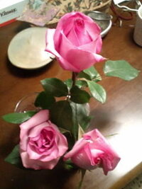 先日切り花のバラを買ってきましたが なかなか花が開きません ひ Yahoo 知恵袋