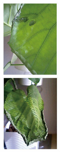 ウンベラータの復活のさせ方ウンベラータ 観葉植物 について質問です Yahoo 知恵袋