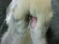 うさぎの前足小指の異変に気付き病院へ行った所 骨折か靭帯が切れていると Yahoo 知恵袋