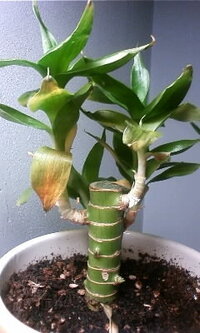 100均で購入したミリオンバンブーが枯れてきました 購入時より少し色褪せ Yahoo 知恵袋