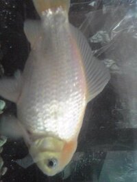 金魚を三匹飼ってます 最近 金魚が食欲がなく 一匹は口から泡は時々吐きます 水 Yahoo 知恵袋