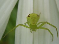 室内のハエトリグモは何を食べているのでしょうか また 水は台所など どこかで Yahoo 知恵袋