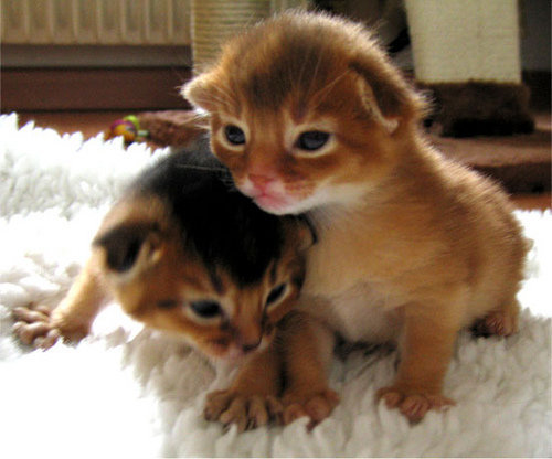 猫について質問です！猫はオスとメスの兄弟でもかかると妊娠しますか 