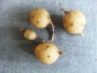 植物の 球根と塊根の違いを教えてください 調べたことは Yahoo 知恵袋