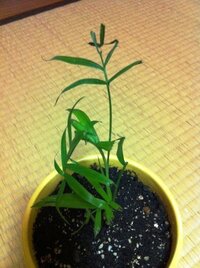 鉢植えのテーブルヤシを育てています 先日 猫に葉をかじられてし Yahoo 知恵袋