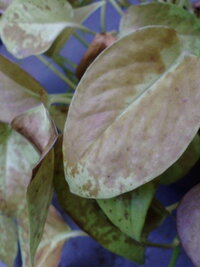 室外でポトスを育てています 数日家を空けていて水をあげれませんでした Yahoo 知恵袋