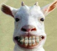 このヤギの歯の矯正の画像は 本当の画像なんですか やっぱり作り Yahoo 知恵袋