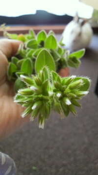 この葉っぱは うさぎは食べれると思いますか 庭にあった雑草です Yahoo 知恵袋
