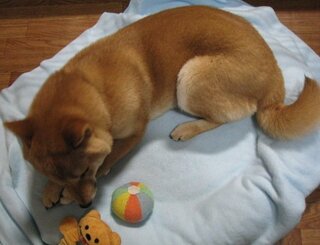 柴犬６か月 男の子です 餌の量について 分量のところを見るとグラム数に開 Yahoo 知恵袋