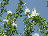 この白い花の咲く木の名前を教えてください 高さ４メートル位 し Yahoo 知恵袋
