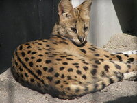 ネコ科動物の身体能力や狩猟本能は概して高いと言われますが トラ Yahoo 知恵袋