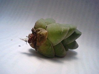 多肉植物が根っこごと取れてしまいました 根っこもほとんどない状 Yahoo 知恵袋