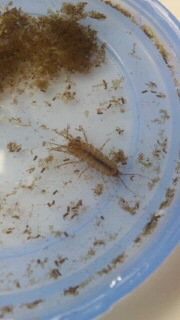 水槽に変な生物がいます 水草の入った水槽にいつの間にか 変な生 Yahoo 知恵袋