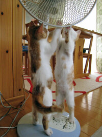 猫は扇風機が好きですか 危ないです 子ネコのうちはなんでも興味があ Yahoo 知恵袋