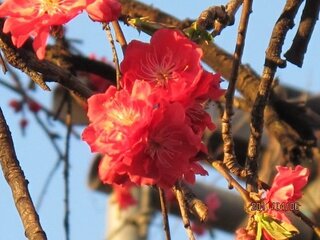 近所に咲くこの桜のような赤い花の名前がわかりません 桜のように Yahoo 知恵袋