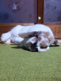 預かっているうさぎがこんな寝方をしているのですが病気なのでしょ Yahoo 知恵袋