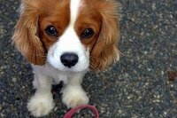 わんわん物語のレディってアメコカなんですか キャバリアだと思っていたんですが Yahoo 知恵袋