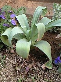 芽出し球根のアリウムを地植えして１ケ月がたちましたが 葉に張り Yahoo 知恵袋