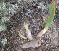 3月に頂いたジャーマンアイリスです スグに庭植えしたのですが 徐々に葉が Yahoo 知恵袋