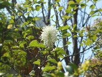 この白い丸い花はなんでしょう よくみると白花常磐万作のようなひらひら Yahoo 知恵袋
