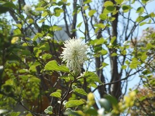 この白い丸い花はなんでしょう よくみると白花常磐万作のようなひらひらした Yahoo 知恵袋