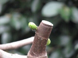 庭の無花果 いちじく が 葉の芽が出るより早く実が出てくるのですが こん Yahoo 知恵袋