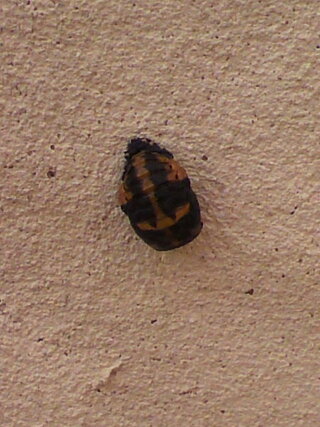 家の壁にたくさんはりついているのですが テントウムシの幼虫でし Yahoo 知恵袋