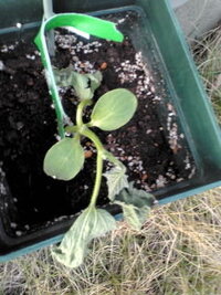 もうこのきゅうり苗はダメでしょうか 昨夜雨が降った様なの Yahoo 知恵袋