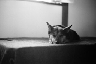 犬が耳を床にこすりつけます ５歳の雌犬 雑種 を飼っていま Yahoo 知恵袋