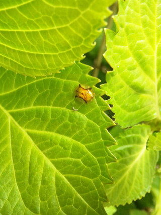 これ てんとう虫がサナギから成虫になったばかりの赤ちゃんだと子 Yahoo 知恵袋