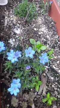 ミヤマホタルカズラブルーと言う植物を 枯れたと思ってむしったら 今年も花 Yahoo 知恵袋