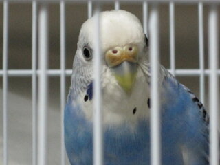 セキセイインコクチバシの変色 ８月で２歳になる手乗りのセキセイインコ Yahoo 知恵袋