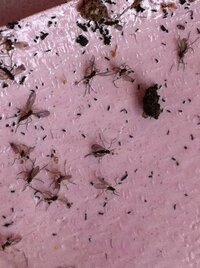 プランターの土に黒い小さな飛ぶ虫が大発生して困っています コ Yahoo 知恵袋