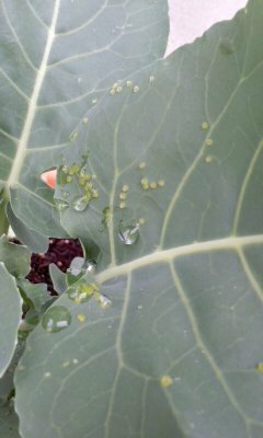 ブロッコリーの葉の表面に緑色のつぶつぶがいっぱいついています 虫でしょう Yahoo 知恵袋