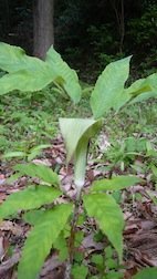 この植物は何ですか 山に生えていました こんにゃく芋 気になる Yahoo 知恵袋